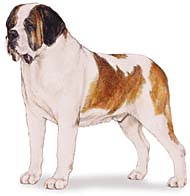 Saint Bernard