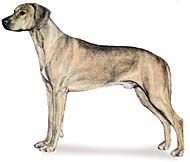 Rhodesian Ridgeback