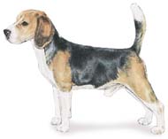 Beagle