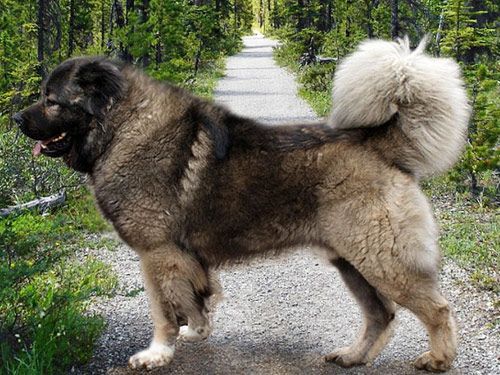 Caucasian Shepherd Dog