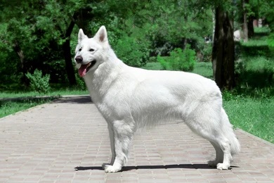 White Swiss Shepherd Dog