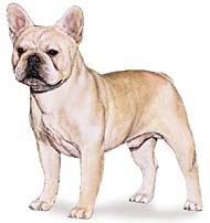 French Bulldog