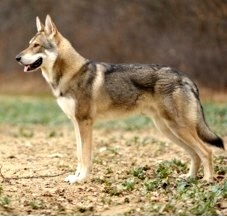 Saarloos Wolfhond