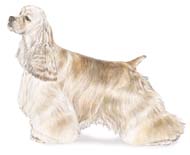 American Cocker Spaniel