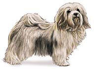 Havanese