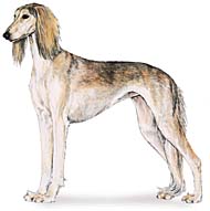 Saluki