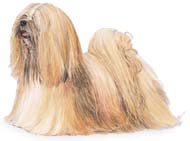 Lhasa Apso