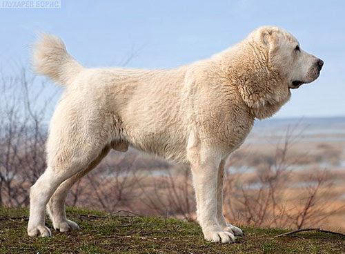 Central Asia Shepherd Dog