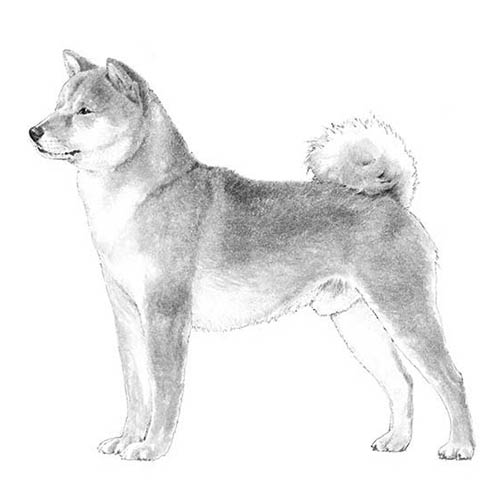 Shiba Inu