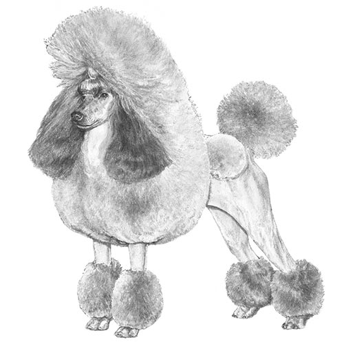 Poodle