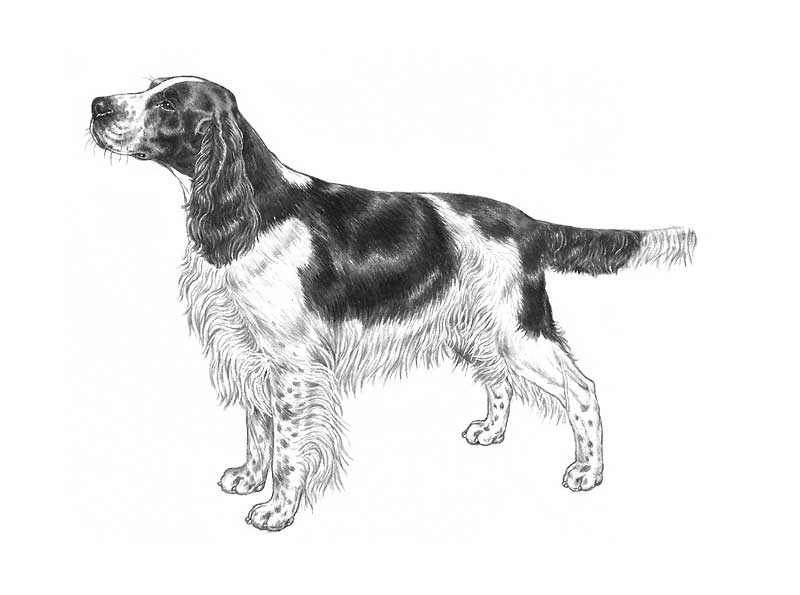 English Springer Spaniel