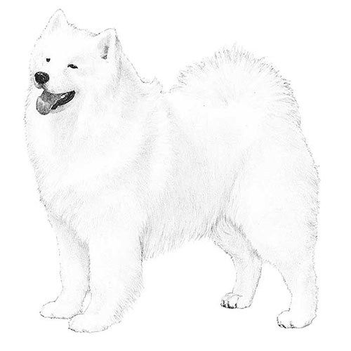 Samoyed