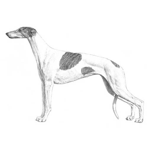 Greyhound