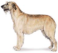 Irish Wolfhound