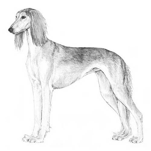 Saluki