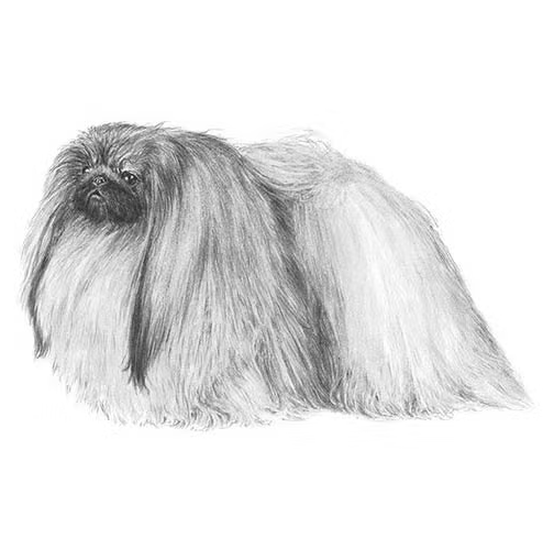 Pekingese