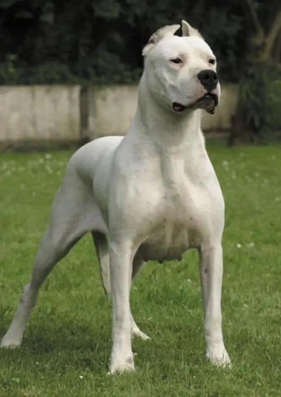 Bully Kutta