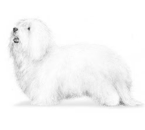 Coton De Tulear